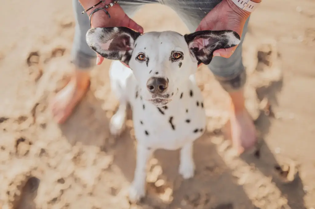 Hundefotografie Rügen – Dalmatiner beim Fotoshooting am Meer