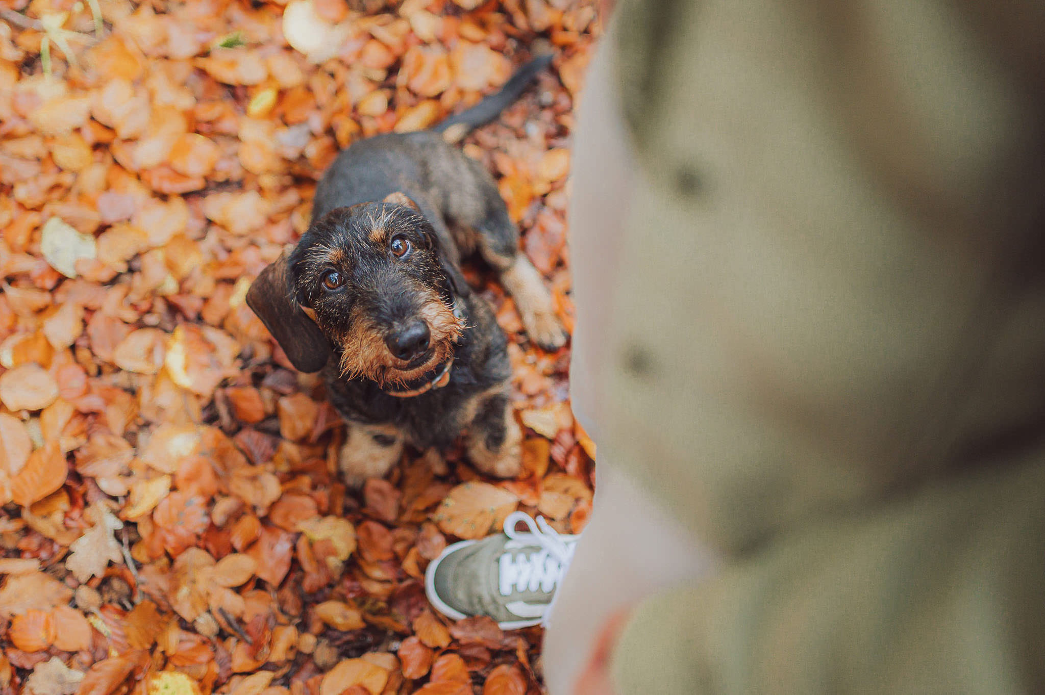 Fotoshooting-Herbst-Hund-Paar-Rostock-Strand-Tierfotograf-12 Fotoshooting mit Hund im Herbstwald – warme Farben & ruhige Stimmung