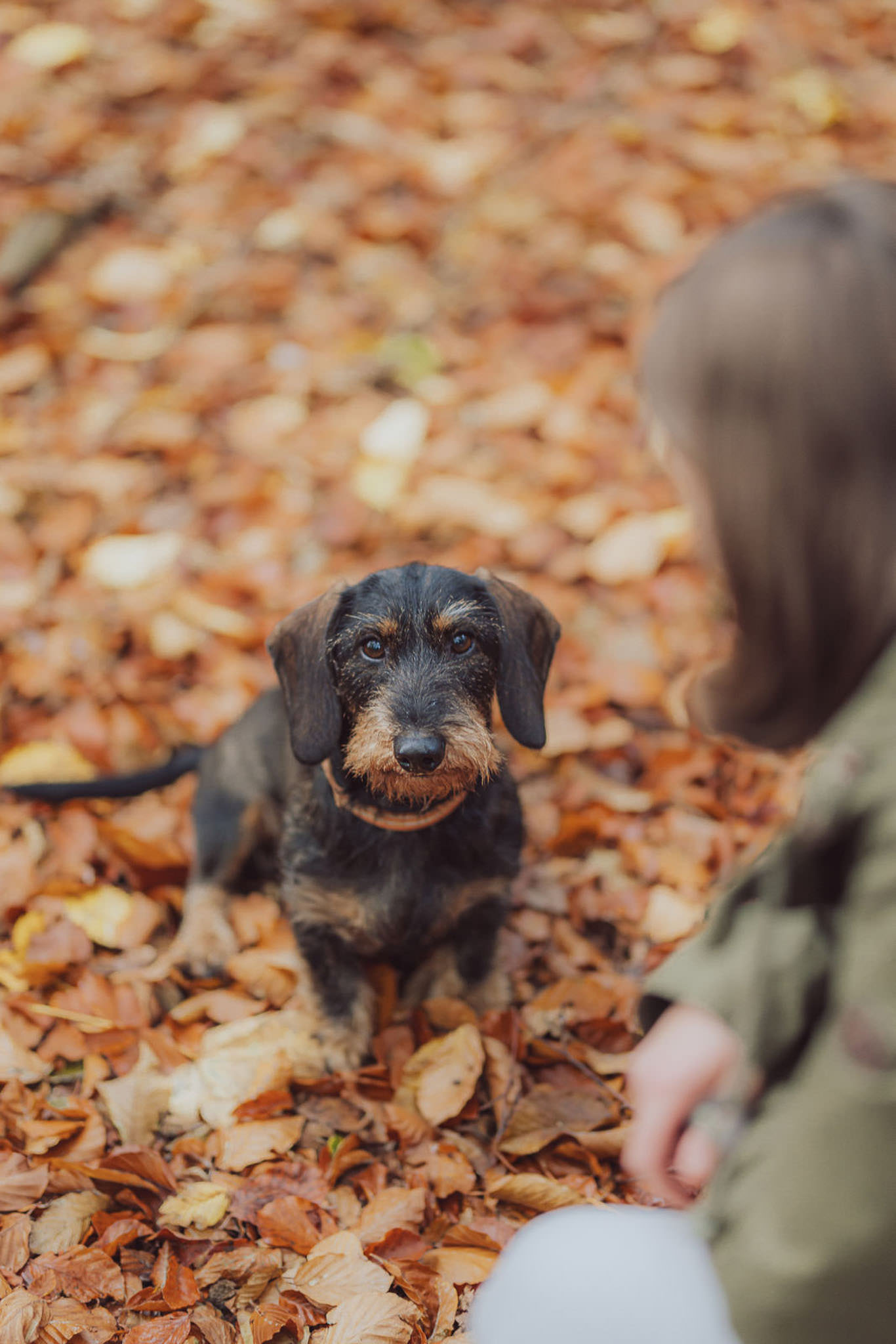 5 Gründe, warum der Herbst perfekt für dein Fotoshooting mit Hund ist Fotoshooting mit Dackel im Herbstwald – warme Farben & ruhige Stimmung