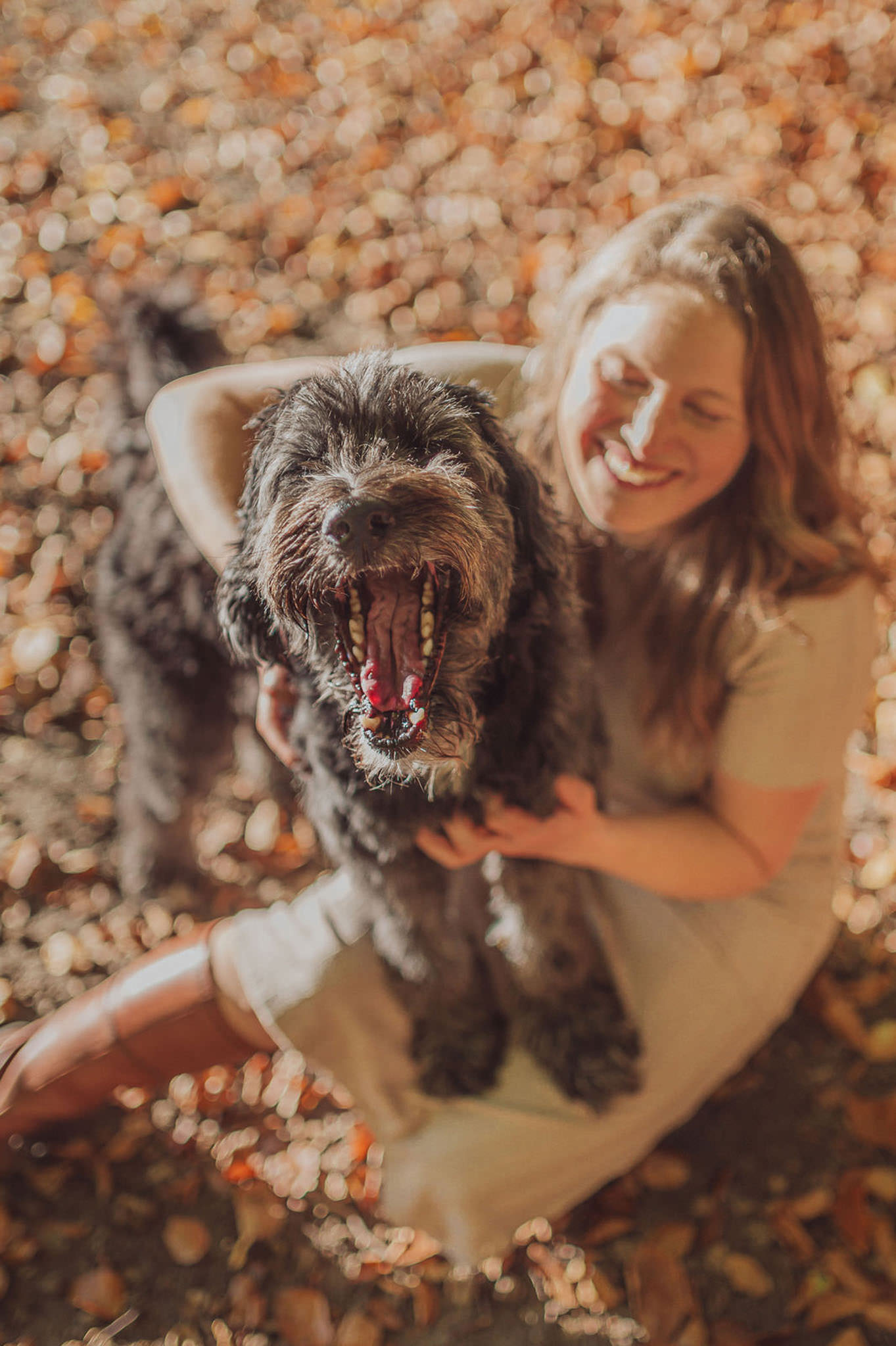 5 Gründe, warum der Herbst perfekt für dein Fotoshooting mit Hund ist Hundeporträt im Wald – warmes Licht & herbstliche Farben