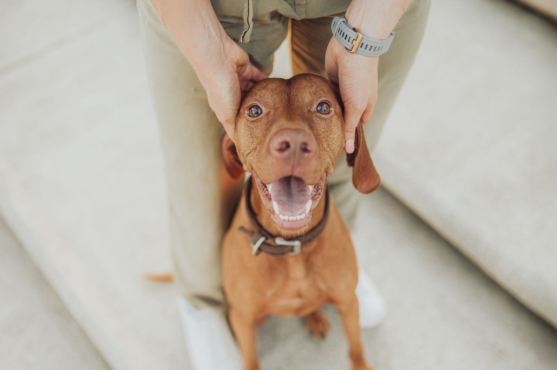 Fotoshooting mit Viszlas in der Speicherstadt Hamburg Julia mit ihren Hunden bei Sonnenaufgang – Fotoshooting in Hamburg