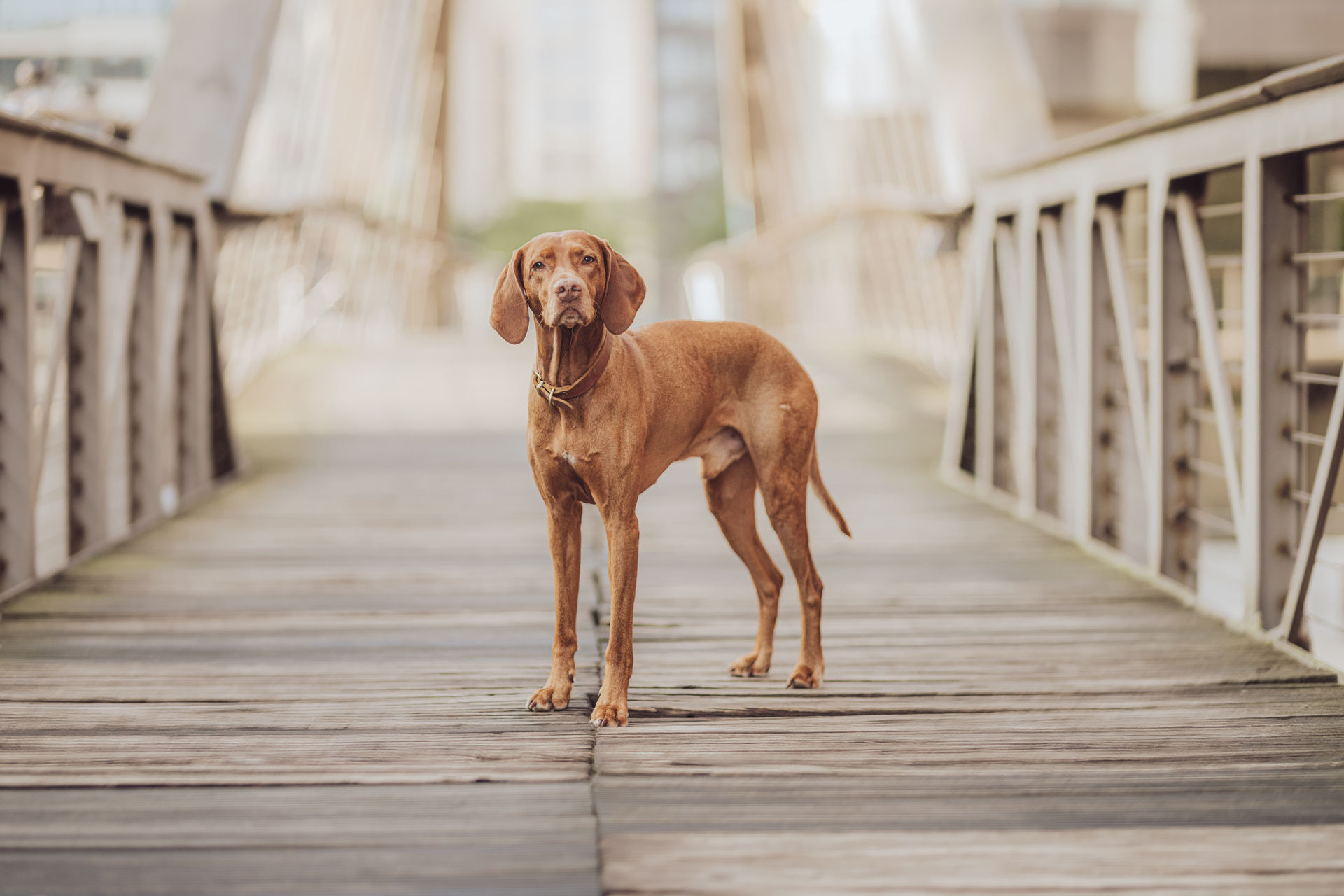 Fotoshooting mit Viszlas in der Speicherstadt Hamburg Leere Speicherstadt früh am Morgen – perfekte Kulisse fürs Hundeshooting