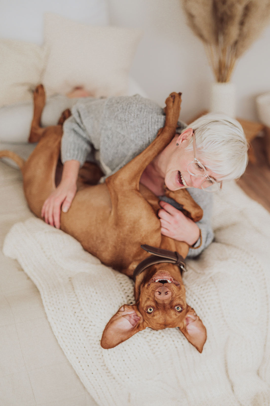 Fotoshooting mit Viszla im Fotostudio - Hundefotograf Rostock