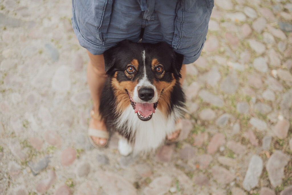 Fotoshooting Hund Stralsund City Innenstadt Australian Shepherd 10
