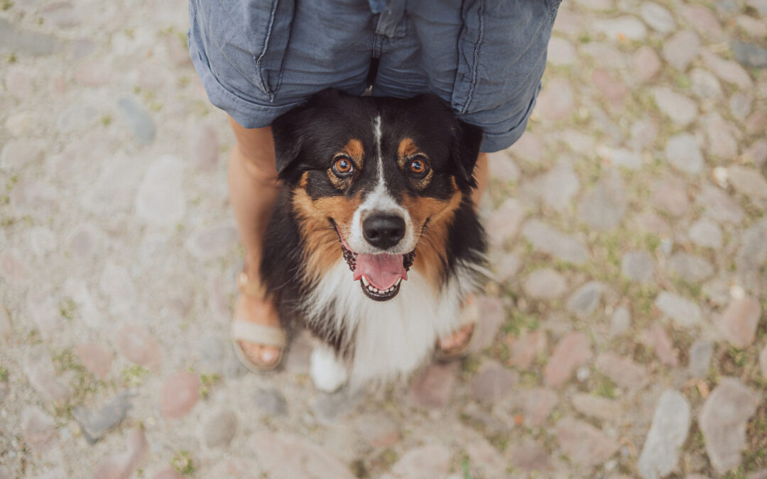 Fotoshooting mit Hund in der Altstadt Stralsund
