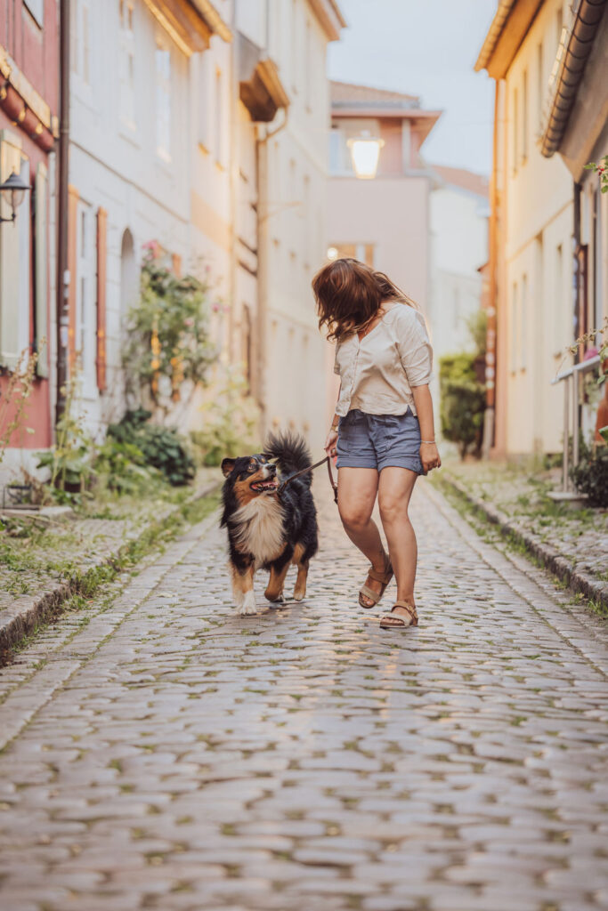 Tierfotograf Stralsund – Australian Shepherd im Abendlicht