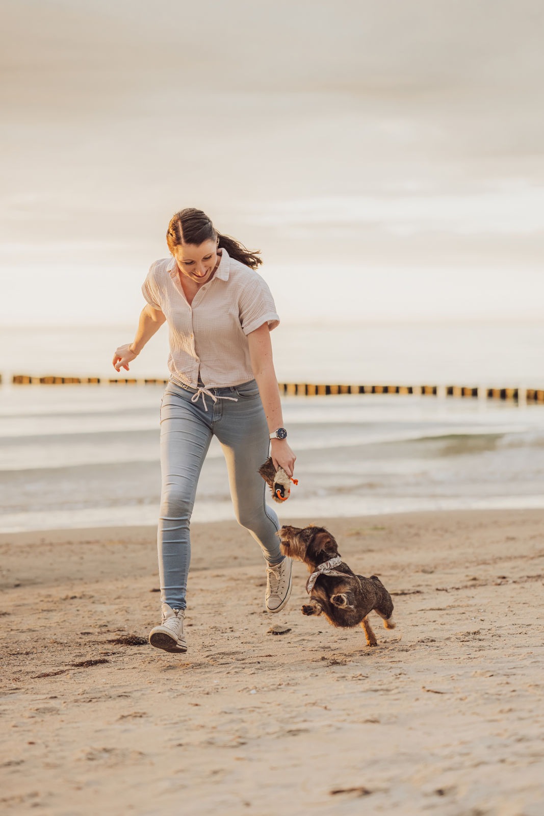 rauhaardackel hundeshooting ostseestrand markgrafenheide bei rostock 01 3
