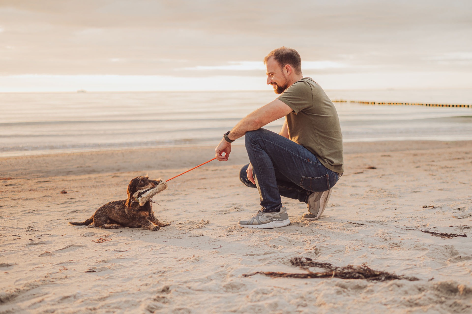 rauhaardackel hundeshooting ostseestrand markgrafenheide bei rostock 02 3