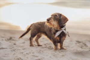 Dackel Shooting Markgrafenheide