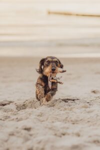 Dackel Shooting Markgrafenheide