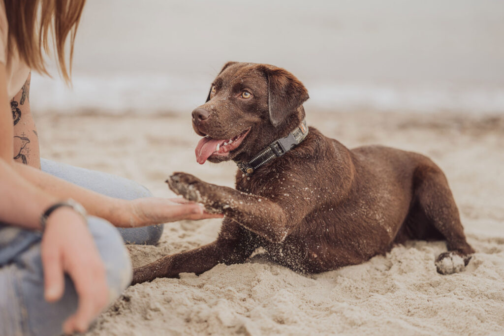 Fotoshooting Ostseestrand Hundefotograf Torfbruecke Graal Mueritz Labrador Rostock 4
