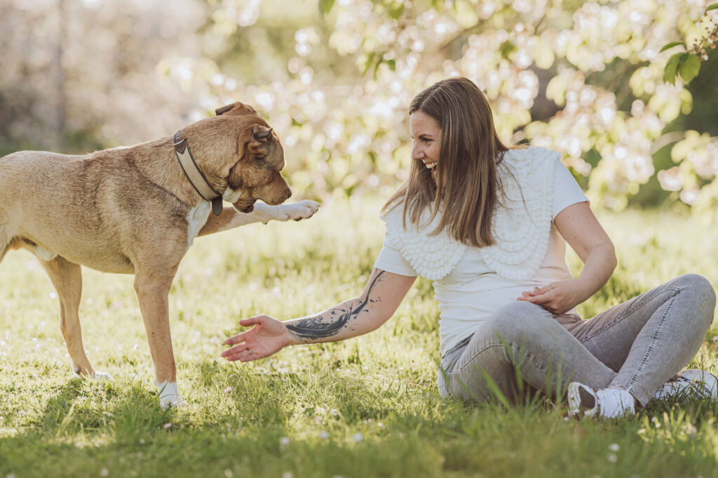 Fotoshooting mit Hund Frankfurt amstaff listenhund liebe 5 1