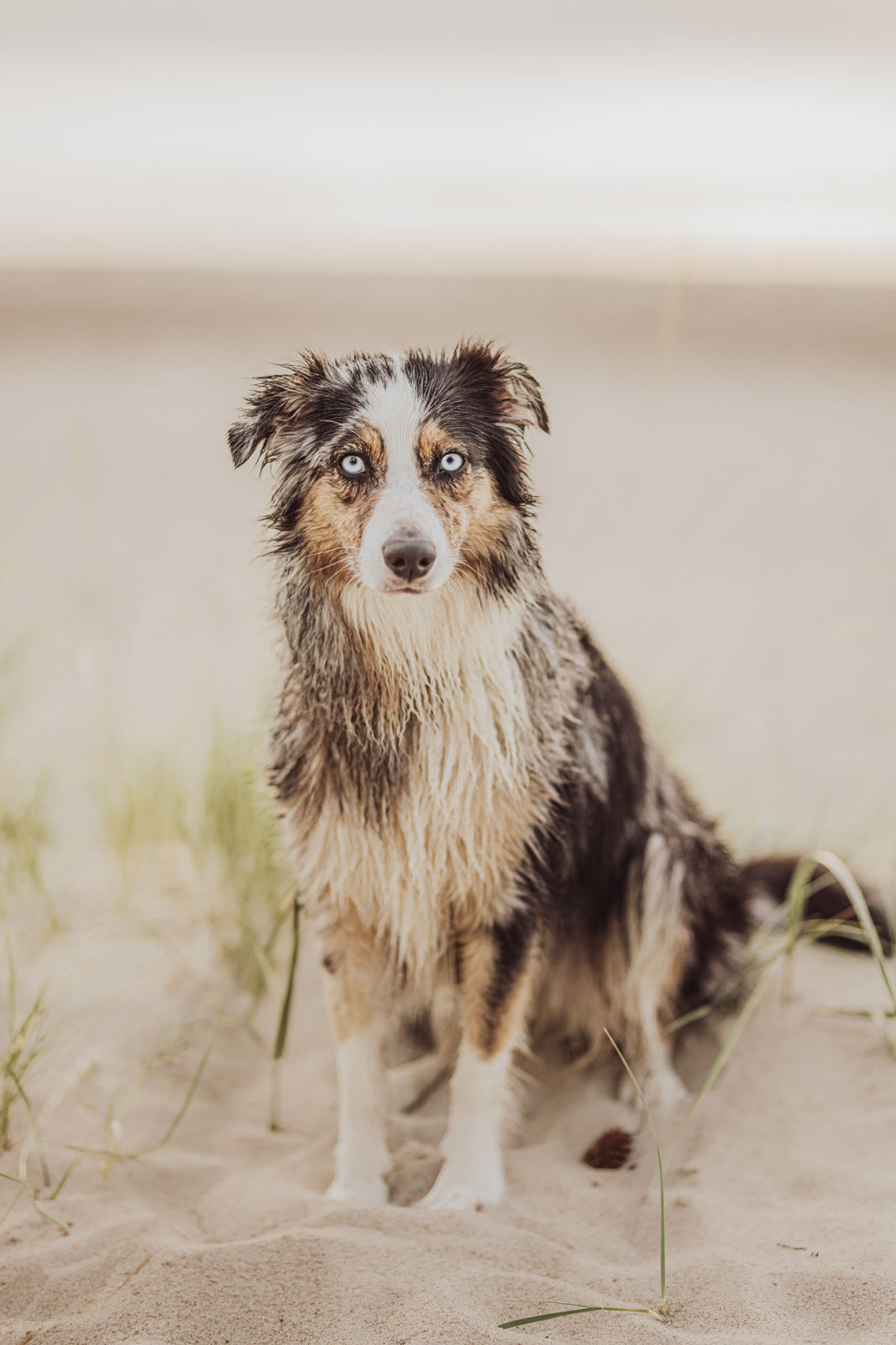 Familienfotoshooting-Hund-Australian-Shepherd-Ostsee-Graal-Müritz-13 Familienfotoshooting Hund Australian Shepherd Ostsee Graal Mueritz 13