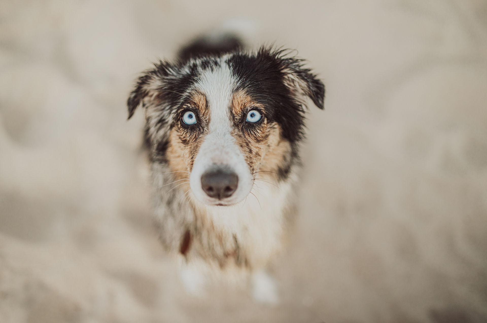 Familienfotoshooting mit Hund am Strand Australian Shepherd Luna blaue Augen Portrait nass Ostseestrand Graal-Mueritz Nahaufnahme