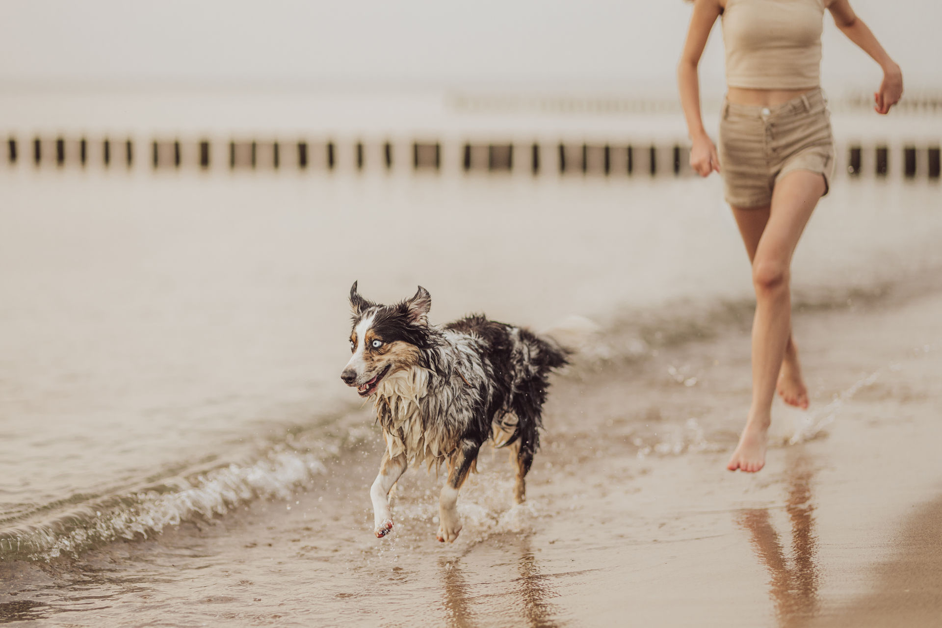 Familienfotoshooting mit Hund am Strand Australian Shepherd Luna nass rennt durch Wellen Ostseestrand Action Foto Graal-Mueritz