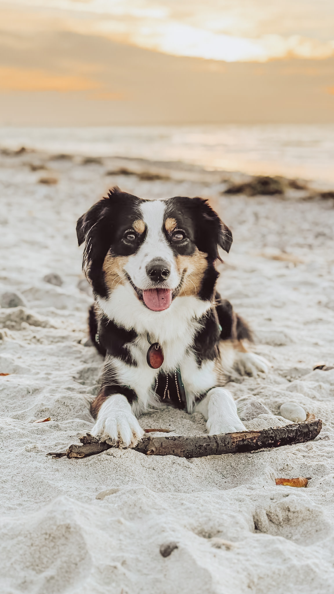 bessere-handyfotos-vom-hund4 IMG 8272 jpg