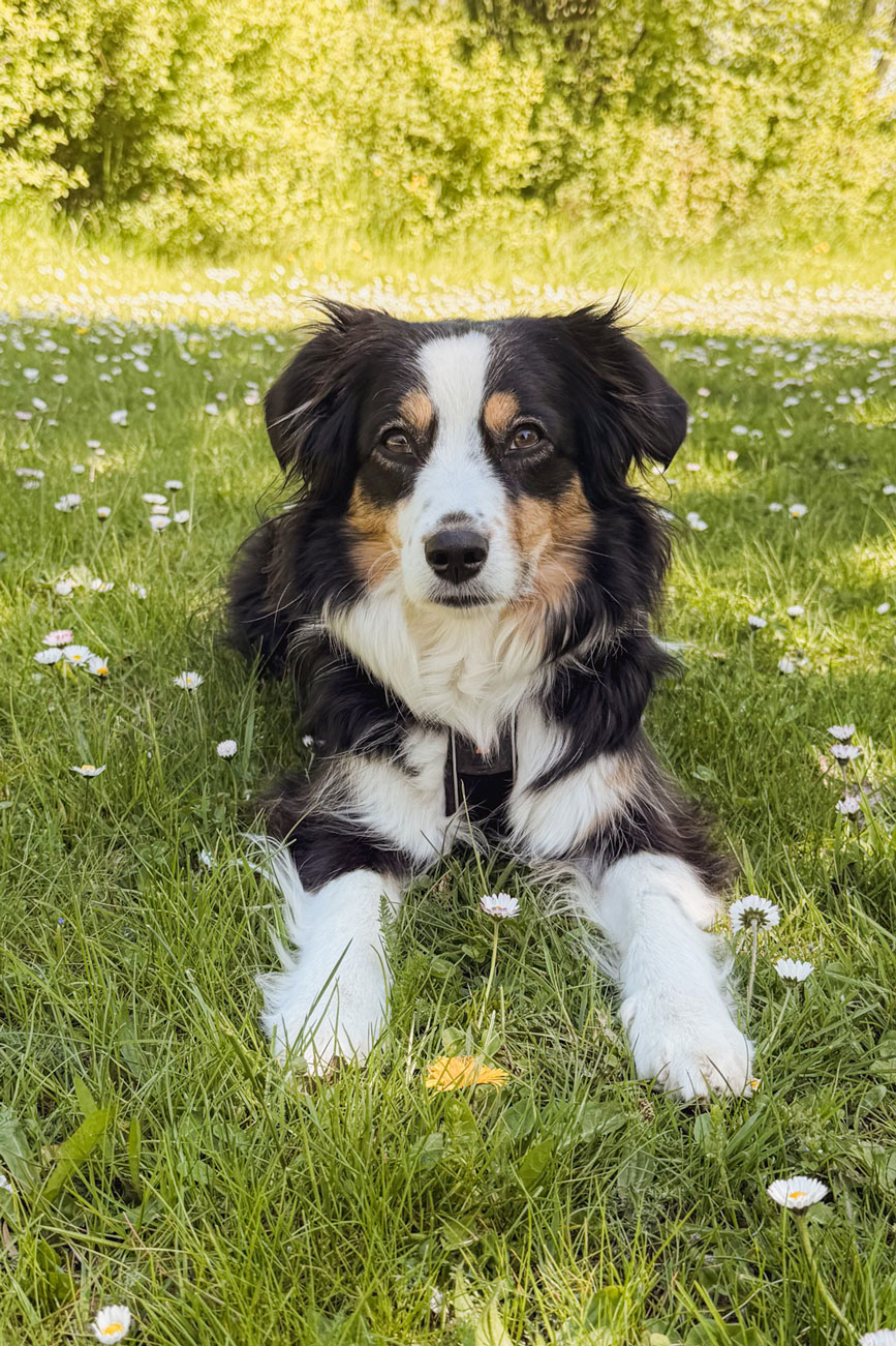bessere-handyfotos-hund-nachher bessere handyfotos hund nachher