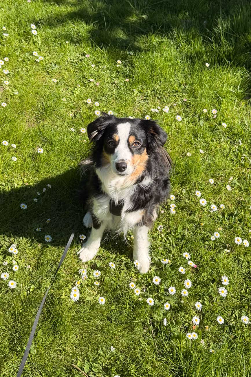 bessere-handyfotos-vom-hund bessere handyfotos vom hund