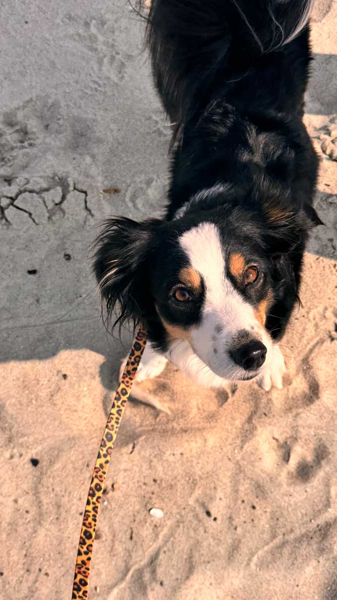 bessere-handyfotos-vom-hund3 bessere handyfotos vom hund2